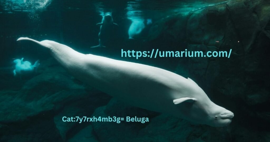 Cat:7y7rxh4mb3g= Beluga